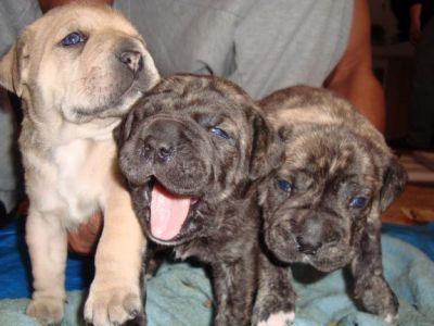 Dom Dogo Canario filhotes para ex-massa.....