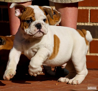 AdorÃ¡vel InglÃªs bulldog cachorros