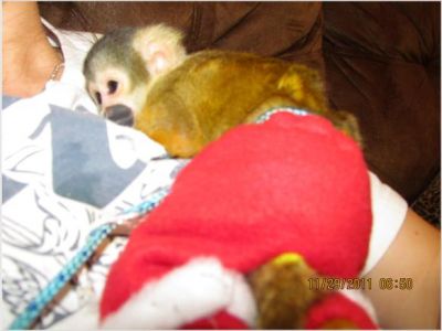 X-Mas macaco de esquilo do bebê para venda