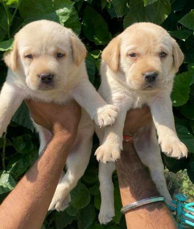 Lindos filhotes de labrador disponíveis