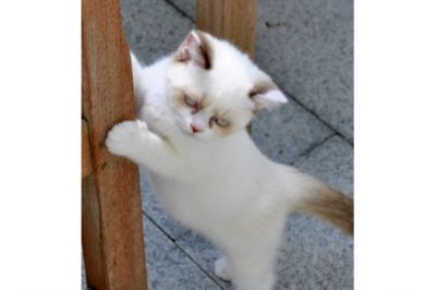 Gatinhos BKB para adoção.