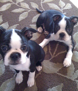Dois Filhotes de Boston Terrier