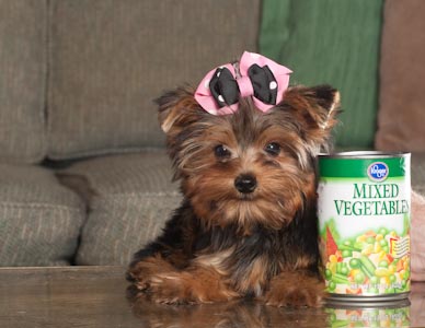Yorkie cachorros para adoção