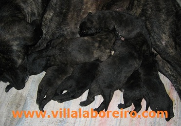 Cães Castro Laboreiro