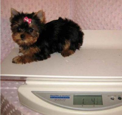 Lindo filhotes Teacup Masculino e Feminino Yorkie para adopção!