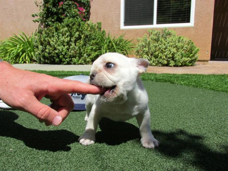 Bulldog francês filhotes disponíveis para adoção.