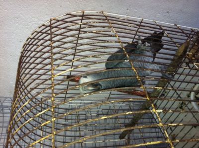 vendo papagaio cinzento de cauda de vinagre