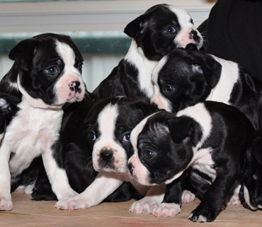 Yorkshire Terrier VENDA Masculino e Feminino, BOM PREÇO