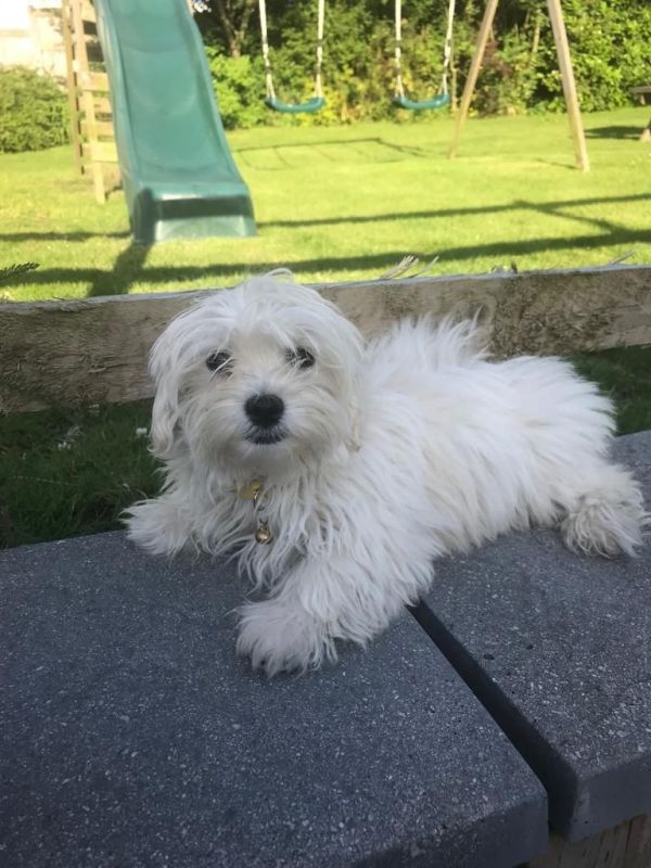 Lindos filhotes de maltês Kc Reg