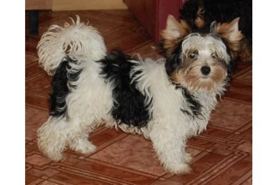 Filhotes de Yorkshire pronto para adoção