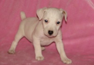 Jack russia cachorros para adopção