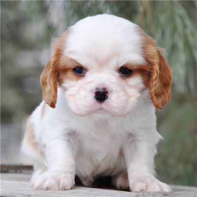Cavalier King Charles cachorrinho para adopção