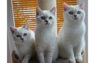 Gatinhos brancos BKH para adoção