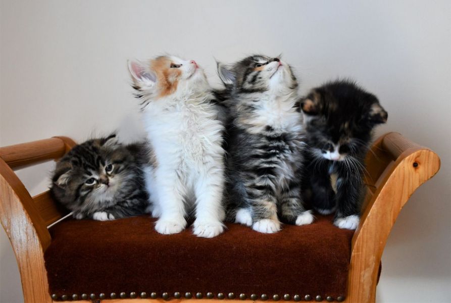 Gatinhos siberianos à procura de um novo lar