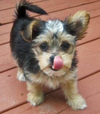 adoptáveis ​​masculino e feminino inglês bulldog cachorros.