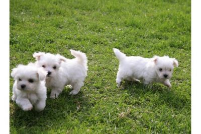 Maltês cachorros para adoção