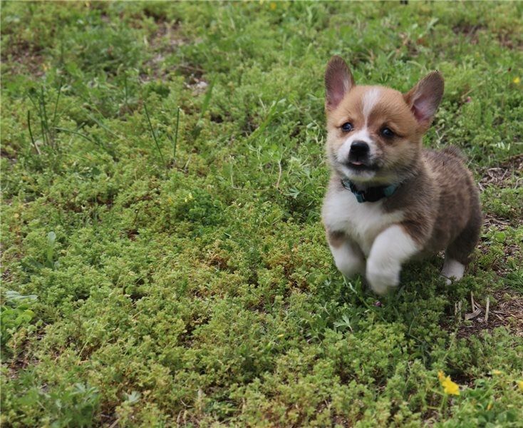 Filhotes adoráveis de corgi  para adoção.