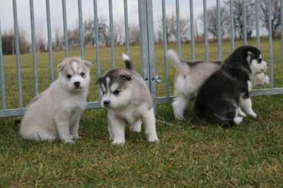 Filhotes Husky Siberiano para Xmas Disponível