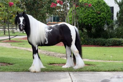 Gypsy Vanner Cavalos Venda.