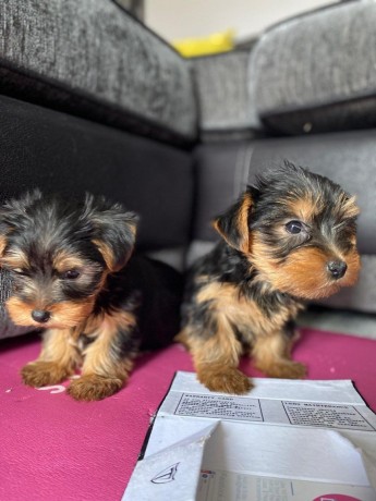 Yorkshire macho e hembra, 