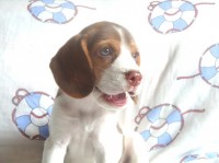 Beagle, filhote, fêmea perfeito e belo