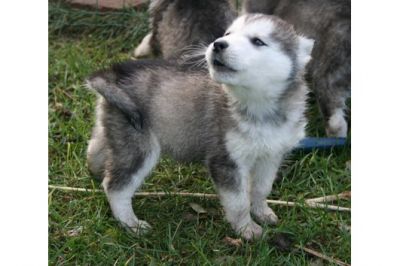 Filhotes Husky Siberiano para Xmas Disponível