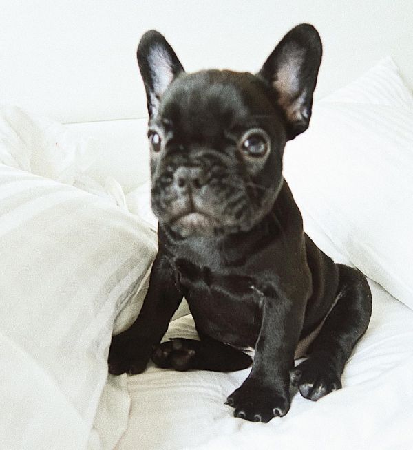 Cachorros Bulldog francês