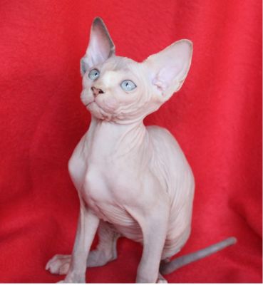 SPHYNX - UMA ESFINGE DO EGIPTO