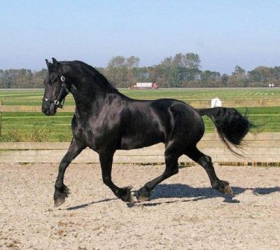 Excelente, adestramento, saltos fuga, e frisão prazer