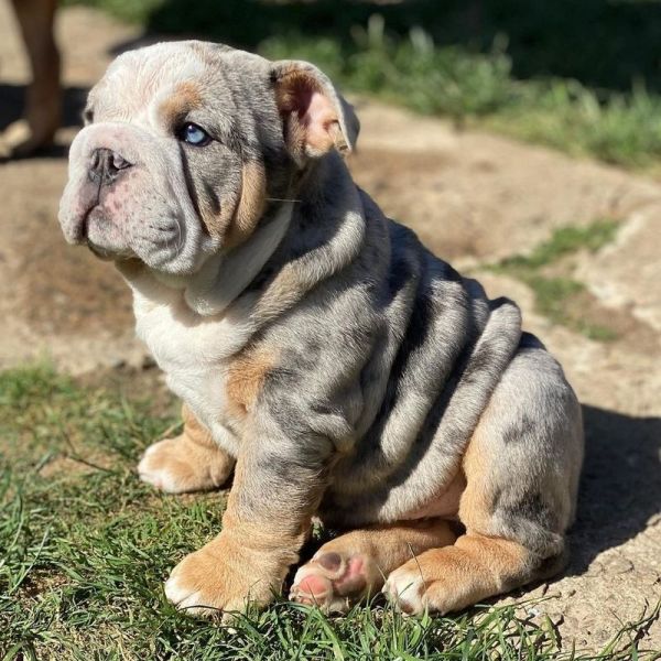 Fantástico filhote de bulldog inglês