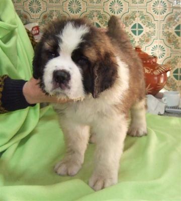 San Bernardo, a pureza excelente