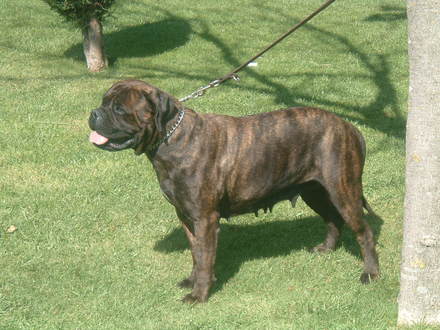 Cães de Guarda & Companhia ninhada Bullmastiff 