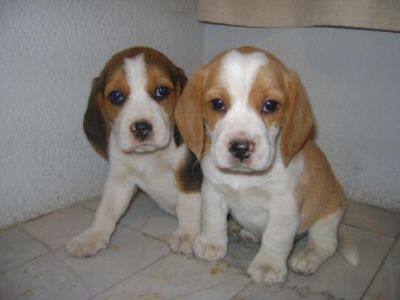 filhotes de cachorro beagle