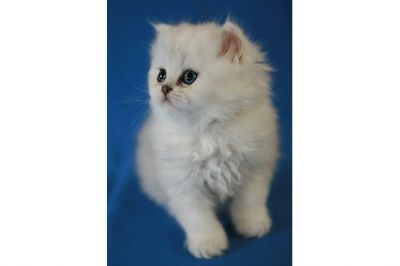 Doar , Branco puro persian gatinhos para adoção livre.