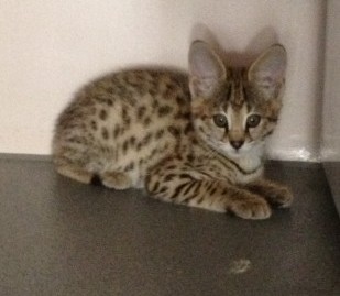 F1 Savannah masculino e feminino