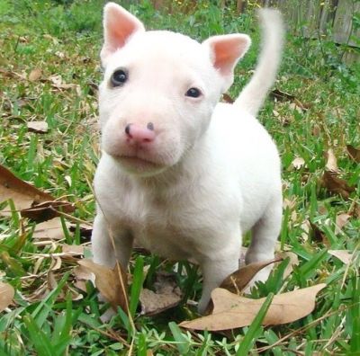 Eu tenho esses quatro filhotes Bull Terrier para dar para adoção
