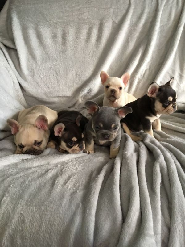 Filhotes Bulldog Francês Saudáveis 