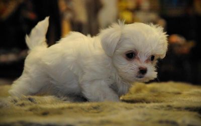 Filhote de cachorro maltês para adoção