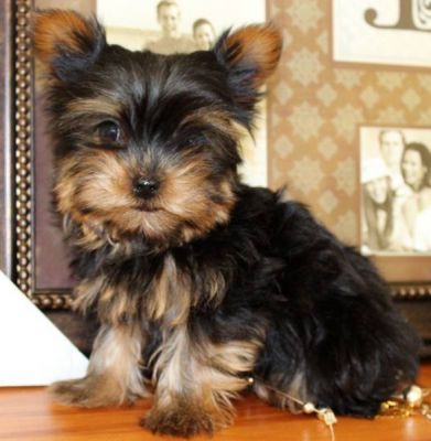 Akc Feminino Yorkie (Yorkshire Terrier) minúscula e bonito