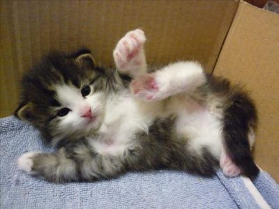 Adoráveis Gatinhos Norueguês Floresta