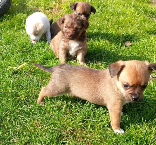 Fantástico filhotes de Chihuahua  disponíveis agora