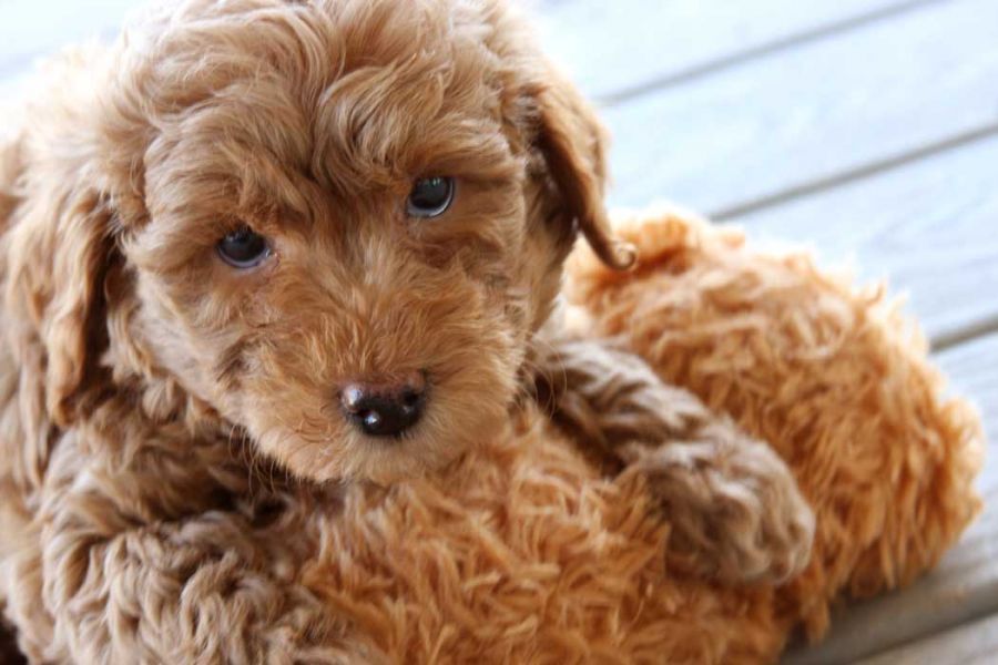 Filhotes de cachorro Golden Doodle