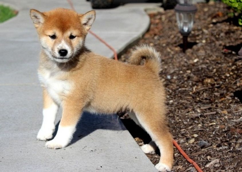 Shiba Inu filhotes para adoção