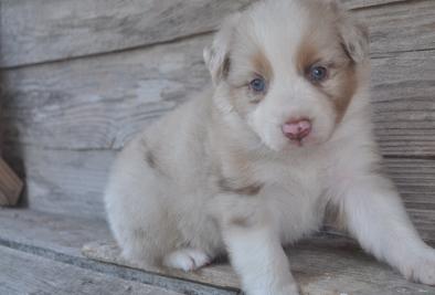 bem mão levantada Australian Shepherd adorável disponível agora para sair.