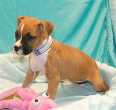 Belas e fortes filhotes boxer pronto