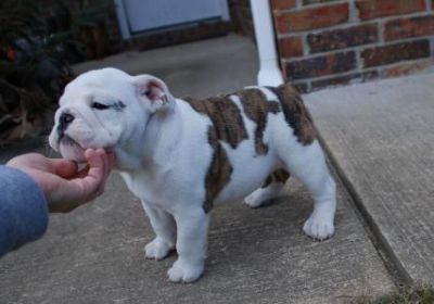 feminino Inglês Bulldog cachorrinho
