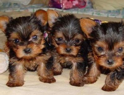  Bela xícara de chá Yorkie cachorros para adopção
