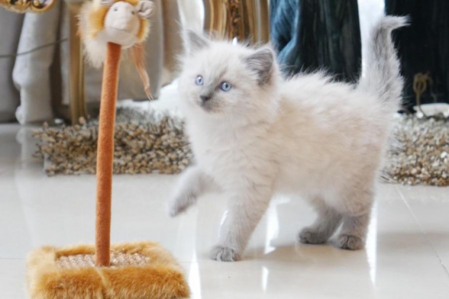 Gatinhos Ragdoll muito adoráveis para adoção disponíveis