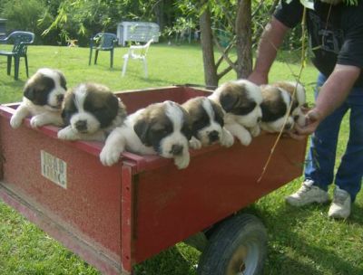 São Bernardo filhotes