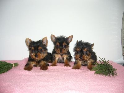 Yorkie cachorros Charme